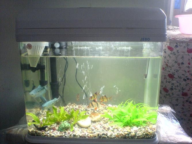 藍龍魚的最佳飼料是什么？