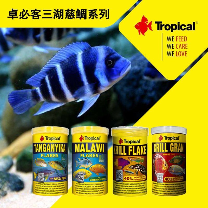 藍龍魚的最佳飼料是什么？