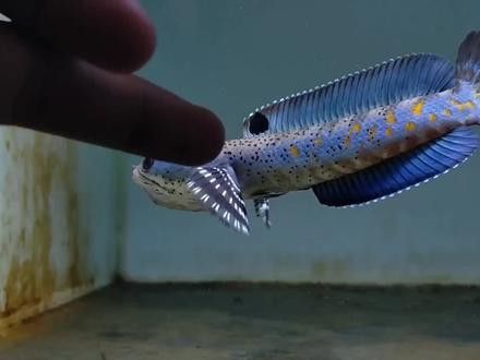幻紅雷龍魚發(fā)色