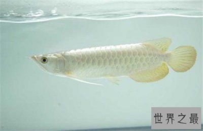 白玉龍魚吃什么最好：如何自制白玉龍魚飼料，白玉龍魚營養均衡指南