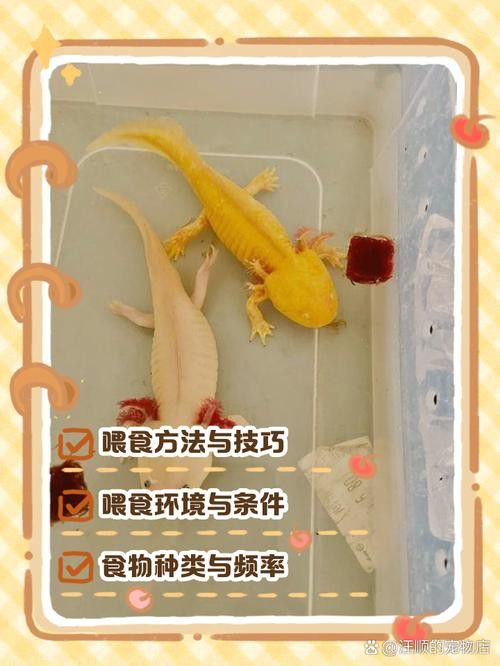 六角恐龍魚吃什么東西最好