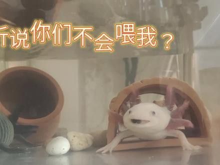六角恐龍魚吃什么東西最好