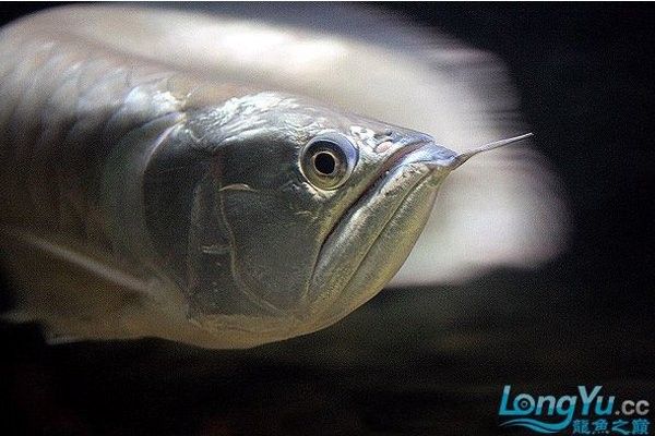 銀龍魚新入缸為何總在水下層