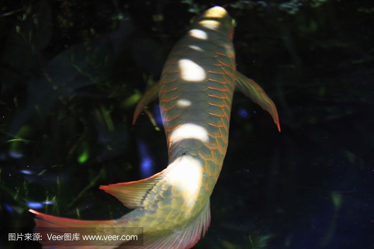 龍魚為什么不要景（養龍魚不能造景嗎？）