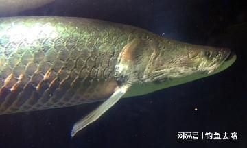 巨骨舌魚幼魚飼料品牌推薦：巨骨舌魚幼魚飼料品牌推薦巨骨舌魚幼魚飼料保存方法