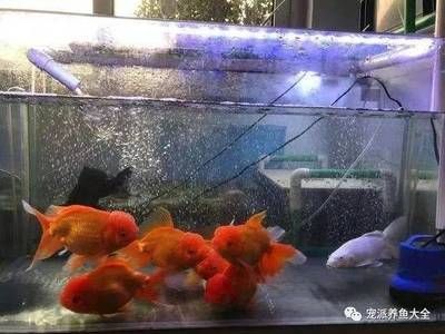 魚缸里面的魚多久喂一次喂什么食物（如何判斷魚是否吃飽魚缸水質維護技巧）