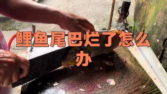 如何預(yù)防錦鯉魚爛尾病？