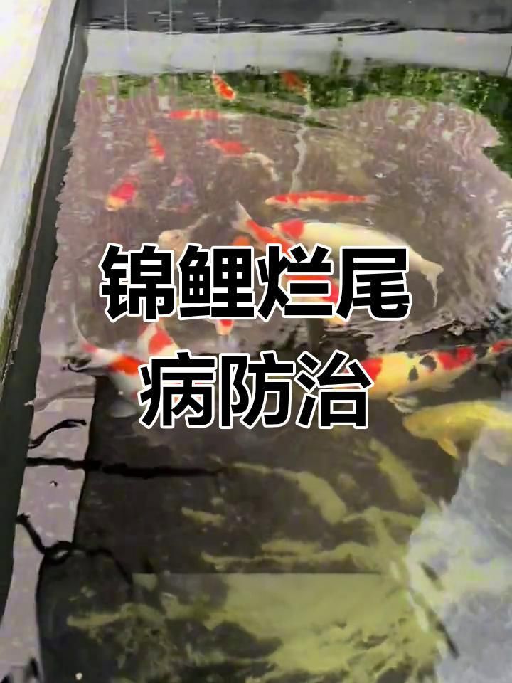 如何預(yù)防錦鯉魚爛尾病？