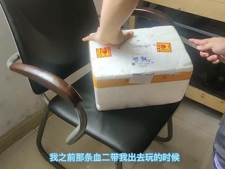 血斑二型雷龍魚價格