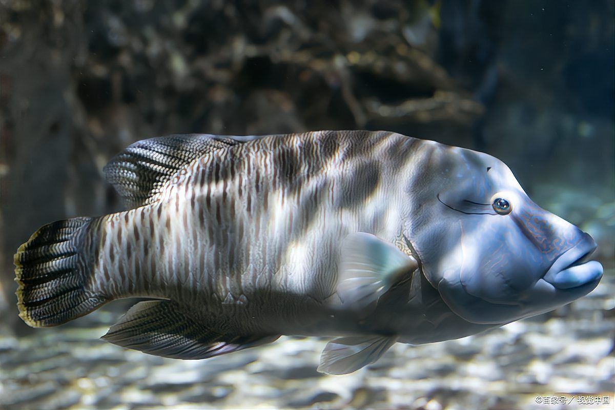 龍魚漲肚后多久會恢復？