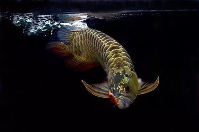紅龍魚三天不吃食了怎么回事（紅龍魚三天不吃食可能涉及多種原因及其處理方法及其處理方法）