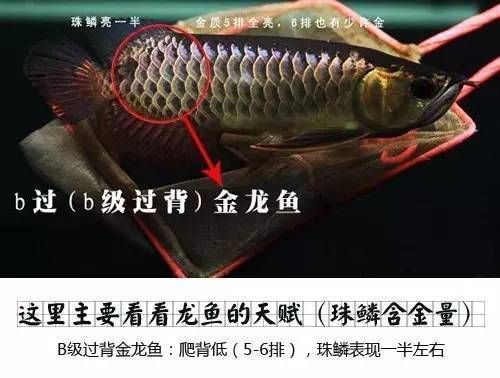 龍魚如何區分等級和顏色：龍魚如何區分等級和顏色區分等級和顏色區分的關鍵點
