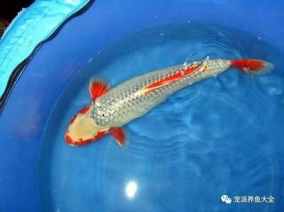 龍魚適合水溫多少度養魚：龍魚水溫過高如何處理龍魚幼年期養護要點