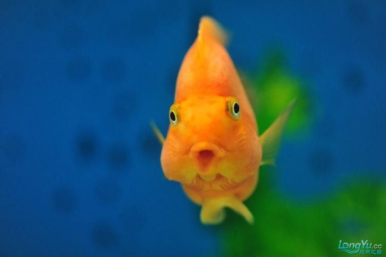 龍魚缸能養什么魚圖片