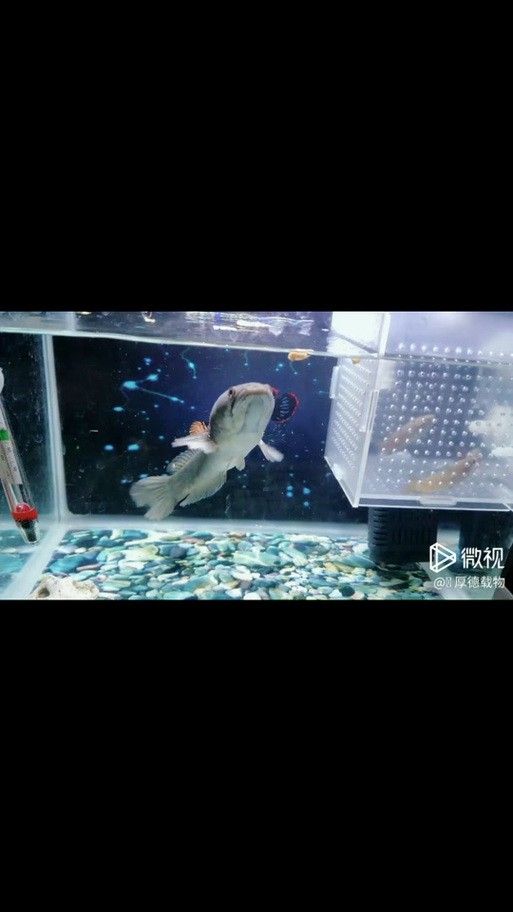 龍魚缸能養什么魚圖片