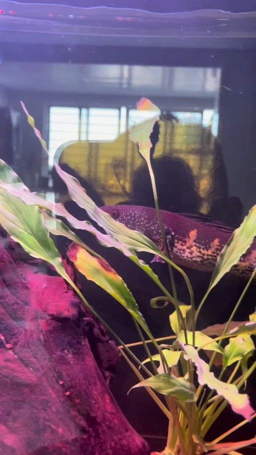 龍魚缸能養什么魚圖片