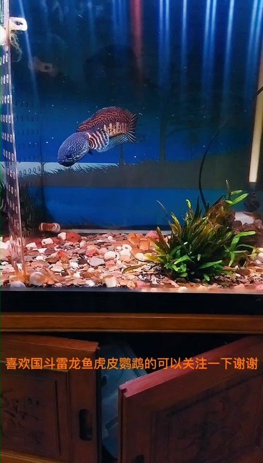 龍魚缸能養什么魚圖片
