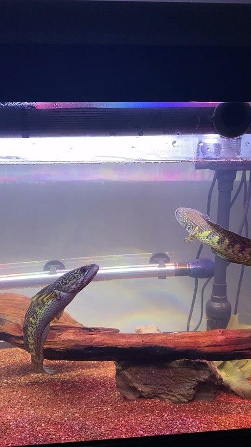 龍魚缸能養什么魚圖片