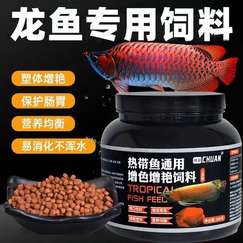 龍魚缸能養什么魚圖片