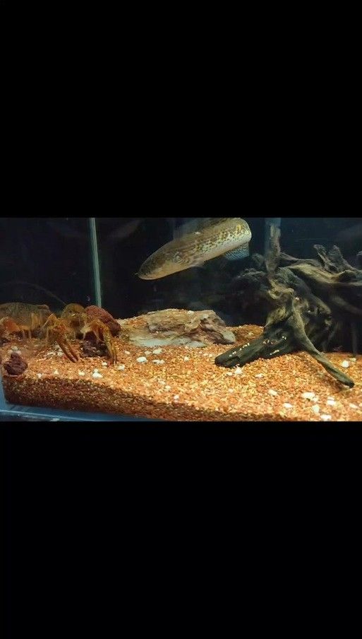 龍魚缸能養什么魚圖片