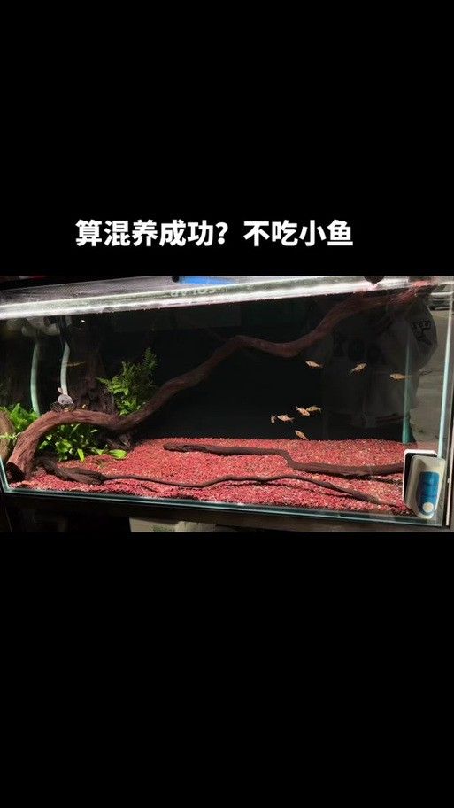 龍魚缸能養什么魚圖片
