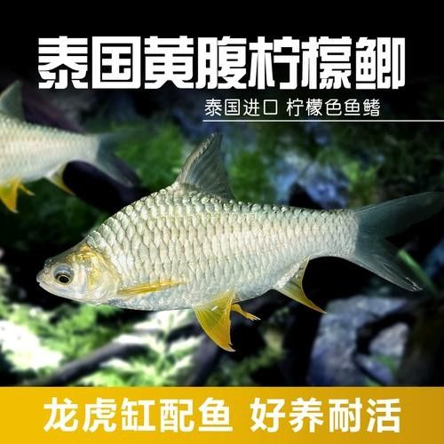 龍魚缸能養什么魚圖片