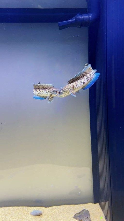 龍魚缸能養什么魚圖片