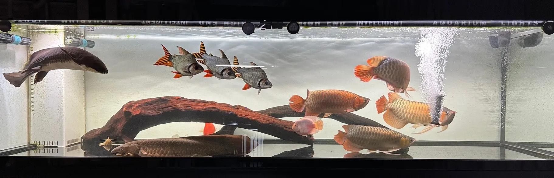 龍魚缸能養什么魚圖片