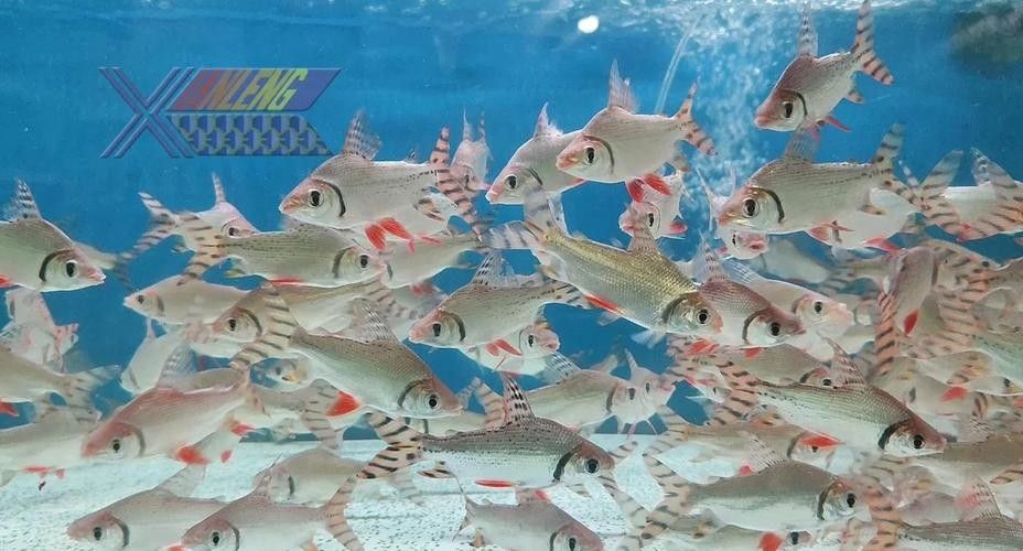 龍魚缸能養什么魚圖片