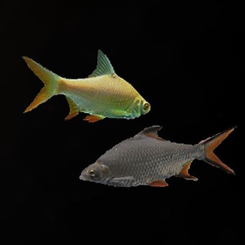 龍魚缸能養什么魚圖片