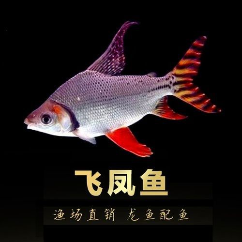 龍魚缸能養什么魚圖片