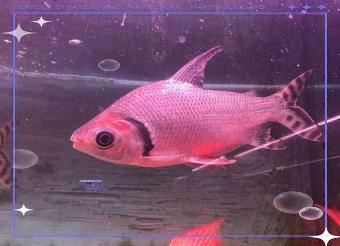 龍魚缸能養什么魚圖片