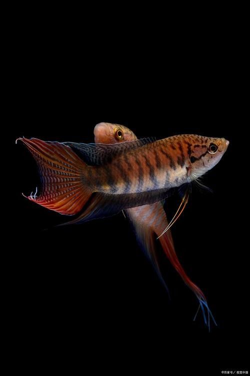 龍魚缸能養什么魚圖片