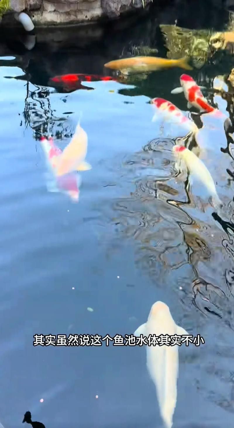 龍魚缸能養什么魚圖片