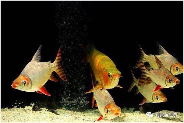 龍魚缸能養什么魚圖片