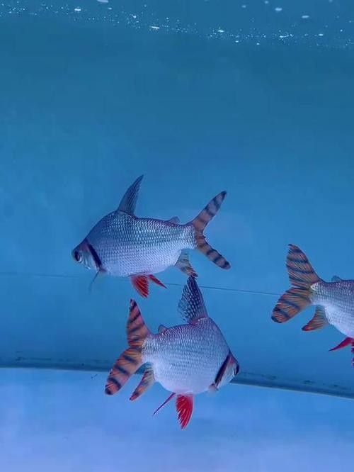 龍魚缸能養什么魚圖片