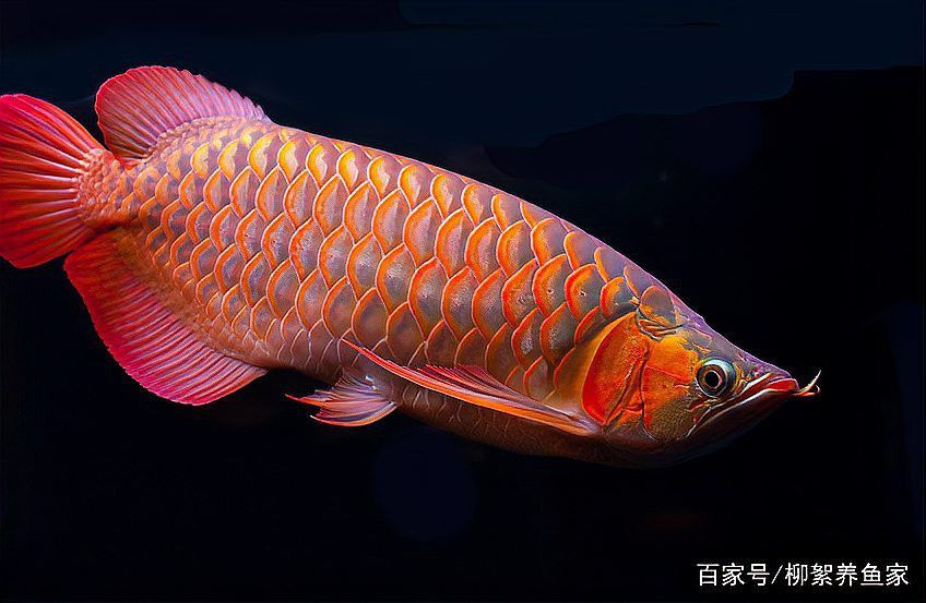 紅尾過背金龍魚圖片欣賞視頻