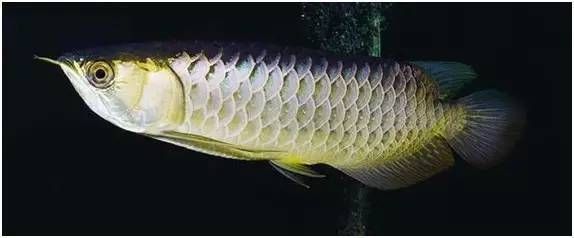 龍魚背部露出水面【龍魚背部露出水面怎么辦】