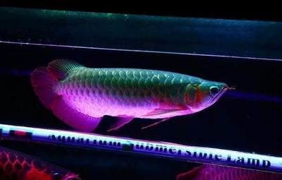 紅龍魚用什么顏色燈發色好一點：紅龍魚發色好的燈光應該是以潛水燈為主，搭配支架燈為主