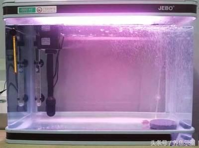 龍魚一族七號治療什么病：龍魚一族七號藥水是一種專門用于治療龍魚體內(nèi)細菌感染的藥水