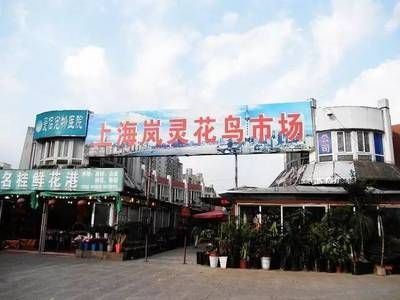 龍魚一族七號治療什么?。糊堲~一族七號藥水是一種專門用于治療龍魚體內(nèi)細菌感染的藥水