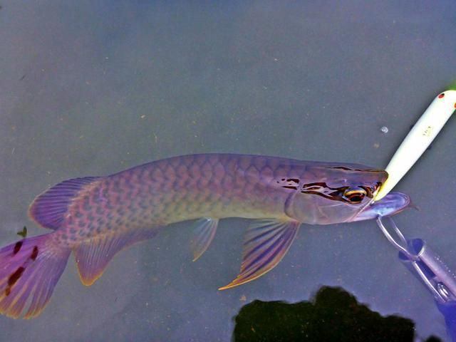 純野生龍魚：純野生龍魚是什么？
