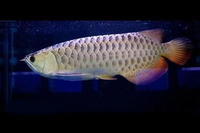 過背金龍魚怎么看年齡（過背金龍魚多大的時候能看出是不是真過背）