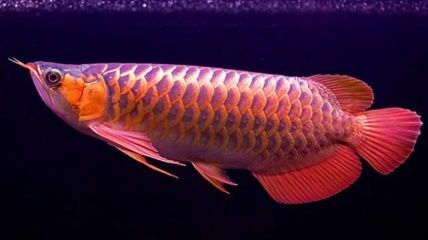 龍魚吃上浮還是下沉飼料：龍魚在飼養過程中應以投喂天然食物為主而選擇上浮飼料