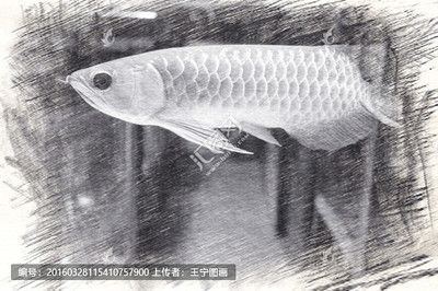 金龍魚的畫法速寫可以通過以下幾個步驟來實現：金龍魚的畫法：金龍魚畫法速寫可以通過以下幾個步驟來實現