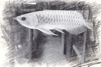 金龍魚的畫法速寫可以通過以下幾個步驟來實現：金龍魚的畫法：金龍魚畫法速寫可以通過以下幾個步驟來實現