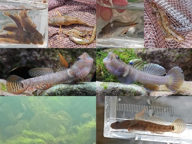 虎紋恐龍魚吃什么長得胖一點