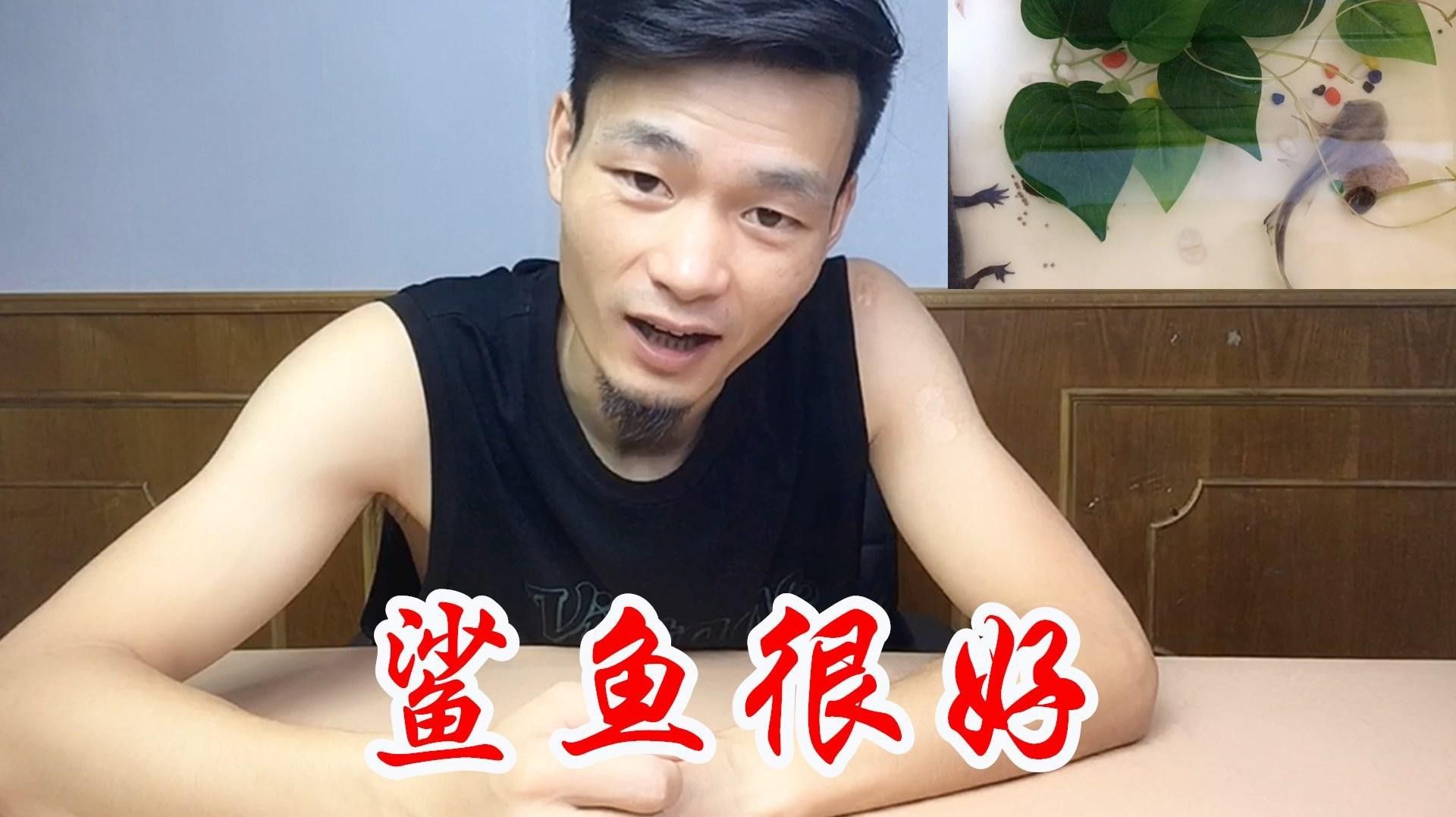 虎紋恐龍魚吃什么長得胖一點