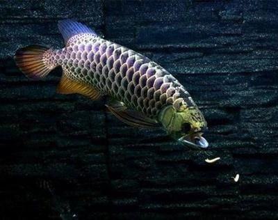 龍魚吃什么比較好：如何給龍魚喂食后水質維護方法