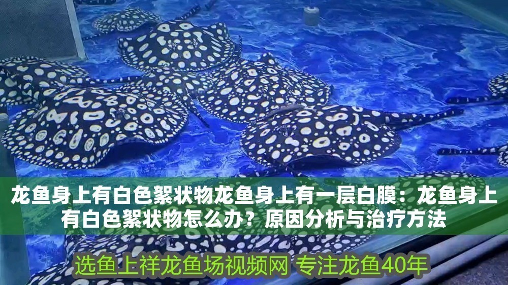 龍魚身上有白色絮狀物龍魚身上有一層白膜：龍魚身上有白色絮狀物怎么辦？原因分析與治療方法